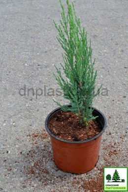 Блу Арроу (С 3л) ялівець  скельний (Blue Arrow)