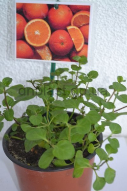 Апельсинова м'ята (С1,2) Menta piperita granada