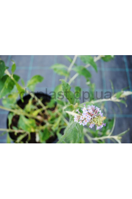 Буддлея Давида Лочинч (С5) Buddleja davidii Lochinch Буддлея Давида Лочинч (С5) Buddleja davidii Lochinch