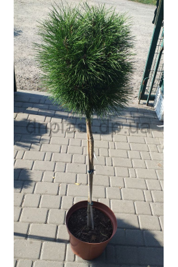 Саммер Бриз сосна чёрная штамб (С10) Pinus nigra Summer Breeze
