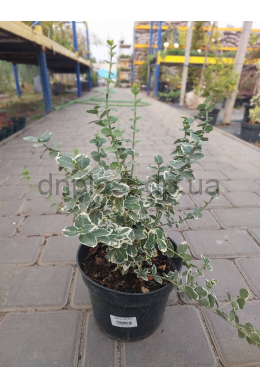 Бересклет Форчуна Эмералд Гаєті (С2) Euonymus fortunei Emerald Gaiety Бересклет Форчуна Эмералд Гаєті (С2) Euonymus fortunei Emerald Gaiety