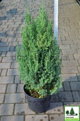 Стрікта (С10л) ялівець китайський (Stricta ) h-60-65,d-30 Стрікта (С10л) ялівець китайський (Stricta ) h-60-65,d-30