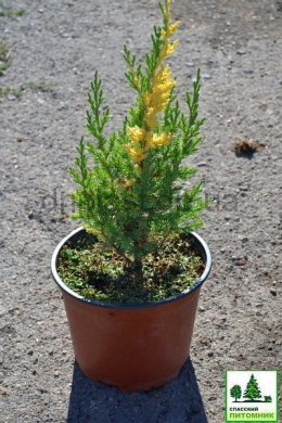 Стрікта варієгатта (С3л) ялівець китайський (Stricta Variegata) h-35, d-15 Стрікта варієгатта (С3л) ялівець китайський (Stricta Variegata) h-35, d-15