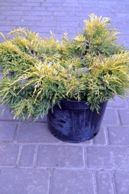 Голд Стар (С10л) ялівець середній (Gold Star) h-30, d-65-70