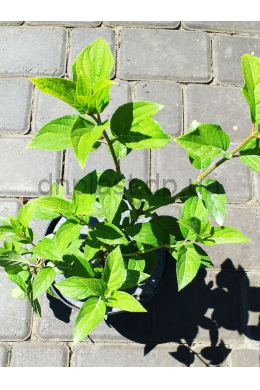 Гортензія волотиста Полар Бір (С2) Hydrangea paniculata