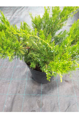 Мінт Джулеп (С15) ялівець середній (Mint Julep) h-70-80, d-80 Мінт Джулеп (С15) ялівець середній (Mint Julep) h-70-80, d-80