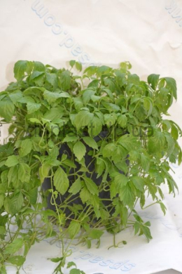 Джиаогулан Гіностемма п'ятилисна (С2) Gynostemma pentaphyllum Джиаогулан Гіностемма п'ятилисна (С2) Gynostemma pentaphyllum