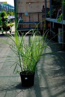 Міскантус китайський Грацілімус (С5) Miscanthus sinensis Gracillimus Міскантус китайський Грацілімус (С5) Miscanthus sinensis Gracillimus