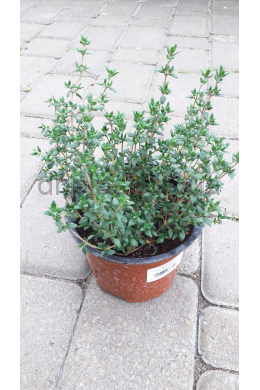 Тим'ян Фаустіні (С1,2) Thymus Тим'ян Фаустіні (С1,2) Thymus