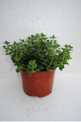Душиця звичайна Компактум (С1,2) Origanum vulgare Compactum