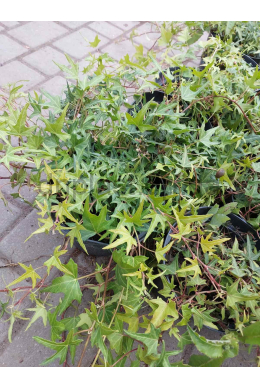 Плющ звичайний Сагиттифолія (С2) Плющ звичайний Сагиттифолія (С2)