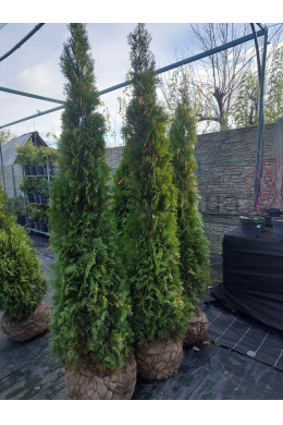 Смарагд (h-200-225) туя західна (Smaragd) КОМ