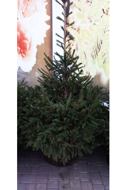 Ялина звичайна (100-125) Picea abies КОМ