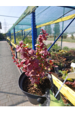 Барбарис Тунберга Ред Рокет (С2) Berberis thunbergii Red Rocket