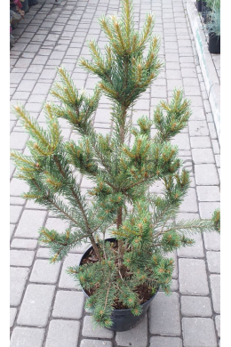 Ватерери сосна обыкновенная (С12) Pinus sylvestris Watereri																						