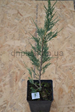 Скайрокет (С3л) ялівець скельный (Skyrocket) h-40-50, d-15