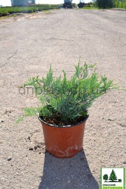 Блю Клоуд (С3л) ялівець віргінський "Blue Cloud" h-20, d-20