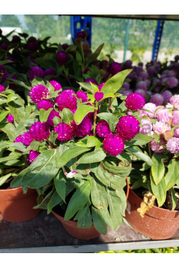 Гомфрена gomphrena gnom ПУРПУРОВА С1,2
