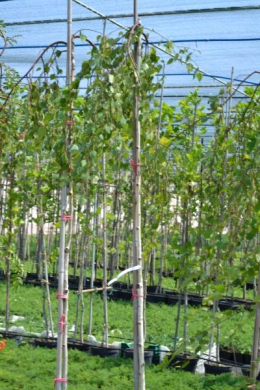 Береза плакуча Юнгі КОМ (L 6-8см) Betula pendula Youngii Береза плакуча Юнгі КОМ (L 6-8см) Betula pendula Youngii