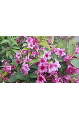 Вейгела квітуча Розеа (КОМ) Weigela florida Rosea Вейгела квітуча Розеа (КОМ) Weigela florida Rosea