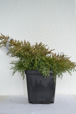 Голд Кіссен (C3) (Gold Kissen)  ялівець (h-10, d-20) 