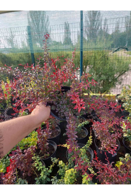 Барбарис Тунберга Оранж Дрім (С2) Berberis thunbergii Orange Dream