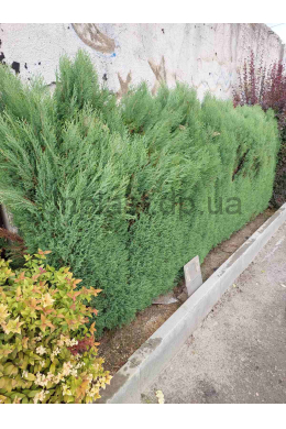 Ерікоідес туя західна (h-100-125) (ericoides) КОМ