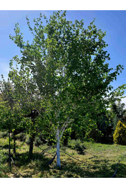 Береза Жакмонті р9 (Jacquemontii)