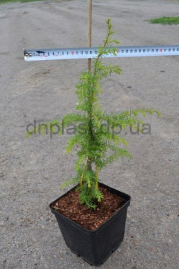 Сентінел (С3л) ялівець звичайний (Sentinel) h-35-40, d-20.