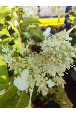 Гортензія волотиста Мега Мінді (С10) Hydrangea paniculata Mega Mindy Гортензія волотиста Мега Мінді (С10) Hydrangea paniculata Mega Mindy