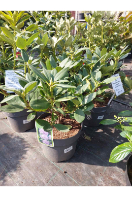 Рододендрон Грандіфлорум (С4) Rhododendron obtusum Grandiflorum Рододендрон Грандіфлорум (С4) Rhododendron obtusum Grandiflorum