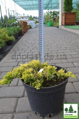 Голден Карпет (С5л) ялівець горизонтальний (Golden Carpet) h-7, d-40 Голден Карпет (С5л) ялівець горизонтальний (Golden Carpet) h-7, d-40