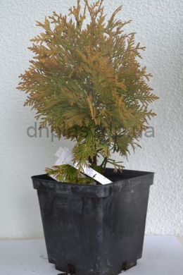 Санкіст ( С3л) туя західна (Sunkist) (h-30-35, d-15)