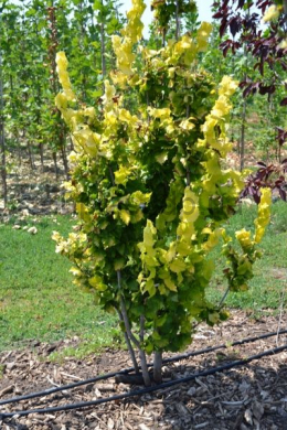 Вяз  дрібнолистий   (L до 6 см) КОМ Ulmus parvifolia