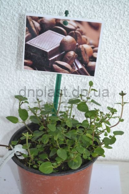 Шоколадна м'ята (С1,2) Menta piperita Сhokolate