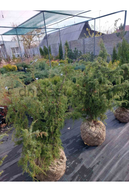 Хортсманн (100-125см) ялівець звичайний (Horstmann) КОМ