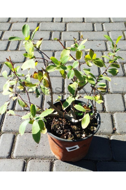 Верба козяча (С2) Верба козяча (С2)