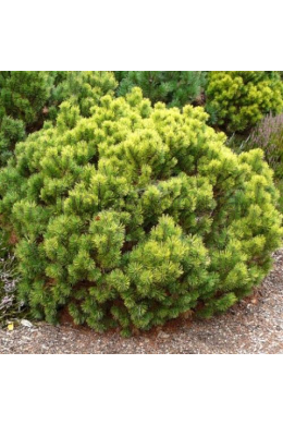 Данс Дварф Ель обыкновенная (С5) Picea abies Dan`s Dwarf