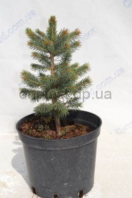 Ялина колюча Глаука (С5) Picea pungens glauca (h-40 d-30 ) Ялина колюча Глаука (С5) Picea pungens glauca (h-40 d-30 )