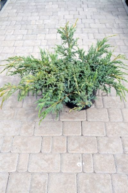 Блю Карпет (С10) ялівець лускатий (Blue Carpet) h 25, d-80 Блю Карпет (С10) ялівець лускатий (Blue Carpet) h 25, d-80