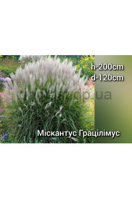 Міскантус китайський Грацілімус (С2) Miscanthus sinensis Gracillimus Міскантус китайський Грацілімус (С2) Miscanthus sinensis Gracillimus
