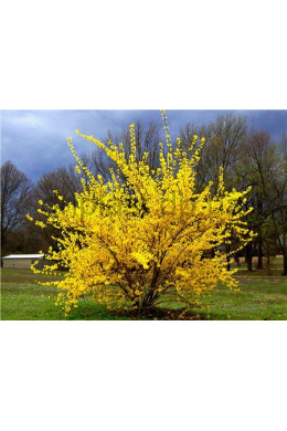 Форзиция средняя (С5) Forsythia intermedia