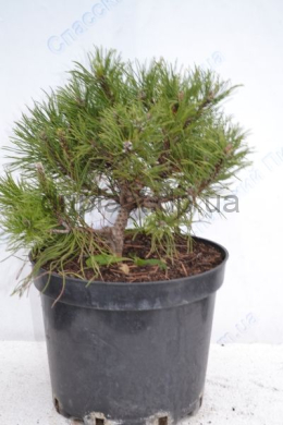 Хес сосна горная (С7,5) Pinus mugo Hesse	h-30,d-30																			