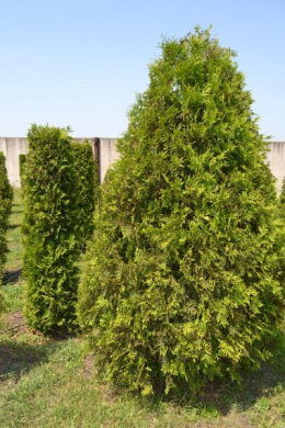 Брабант туя західна (h150-175, d-50) ком (Brabant)