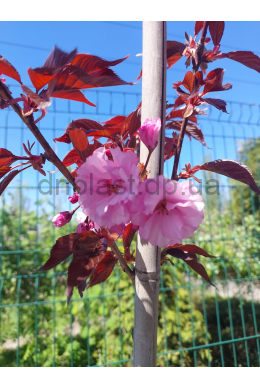 Сакура Роял Бургунді (до 6см)