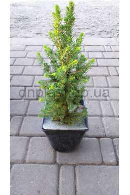Коника  ель канадская (С3) Picea glauca Conica h-35,d-15	