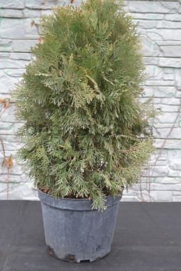 Смарагд ( С 7,5л) туя західна (Smaragd) (h-30-40, d-30) 