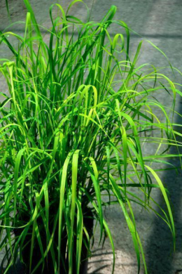 Міскантус китайський Early Hybrids (С5) Miscanthus sinensis Early Hybrids