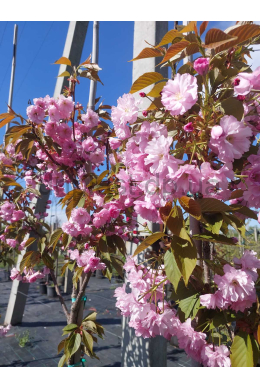 Сакура Канзан (до6см) st 180