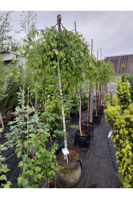 Береза плакуча Юнгі КОМ (L 12-14см) Betula pendula Youngii